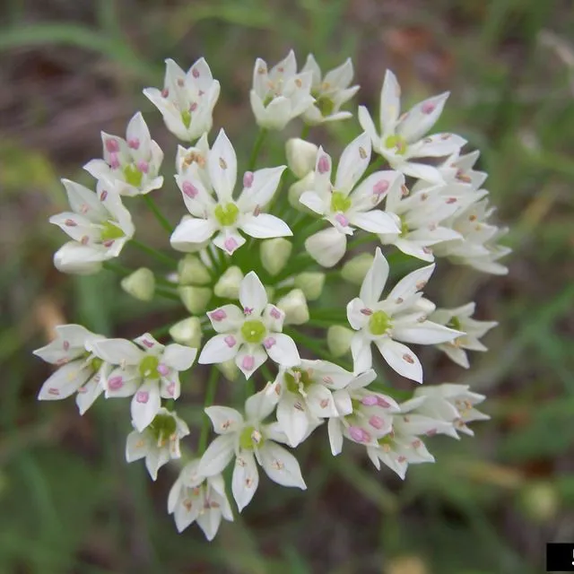thumbnail for publication: Common Poisonous Weed and Invasive Plant Species in Florida Residential Landscapes